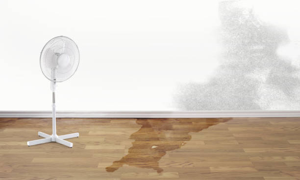 Best Carpet water damage restoration  in Garden City, MI